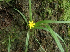 Hypoxis hirsuta