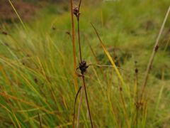 Carex globularis