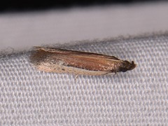 Tampa dimediatella