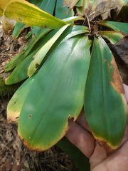 Clintonia umbellulata