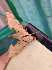 Protambulyx strigilis