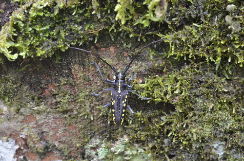 Taeniotes orbignyi