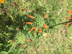 Leonotis nepetifolia