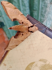 Protambulyx strigilis