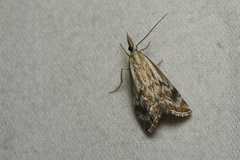 Catoptria