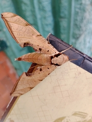 Protambulyx strigilis