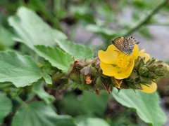 Brephidium exilis exilis