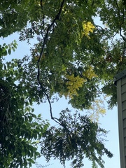 Koelreuteria paniculata