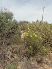 Euryops