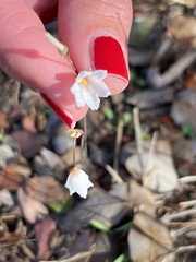 Acis autumnalis