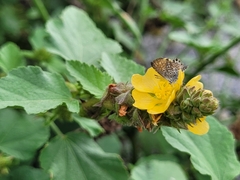 Brephidium exilis exilis