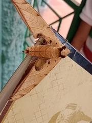 Protambulyx strigilis