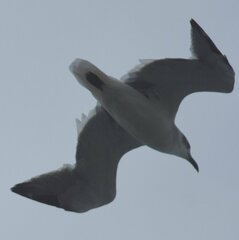 Leucophaeus atricilla