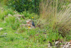 Geospizopsis unicolor