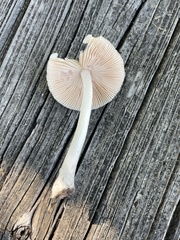 Bolbitius
