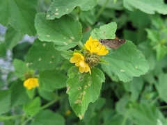 Brephidium exilis exilis