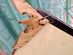 Protambulyx strigilis