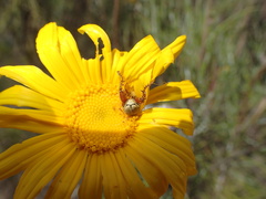 Euryops