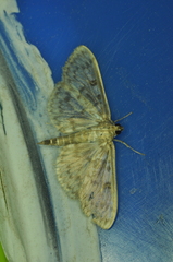Herpetogramma aquilonalis