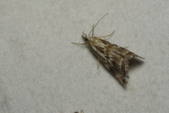 Catoptria oregonicus
