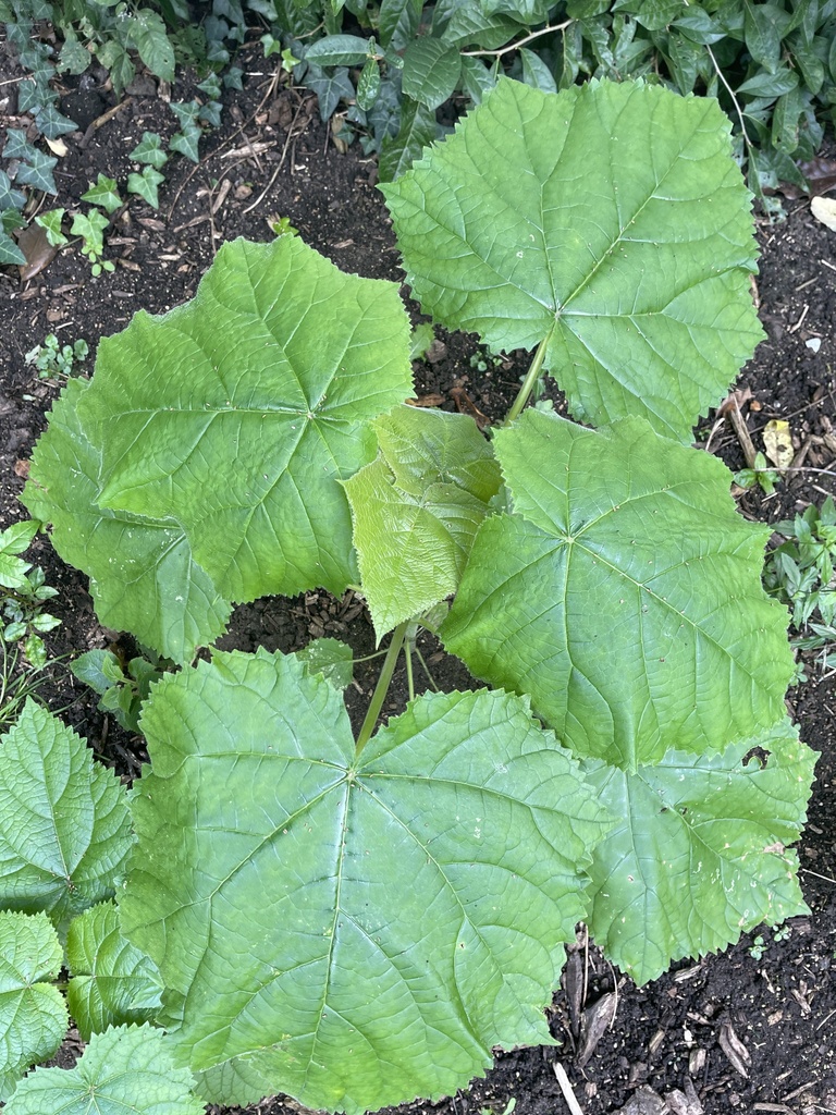 Paulownia tomentosa, Kew Gardens, London, England, GB