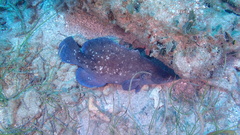 Rypticus saponaceus