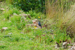 Geospizopsis unicolor