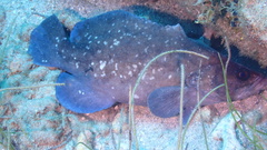 Rypticus saponaceus
