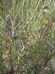 Euryops