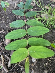 Hypericum androsaemum