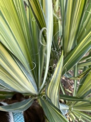 Yucca filamentosa