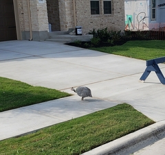 Numida meleagris domesticus