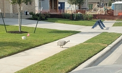 Numida meleagris domesticus