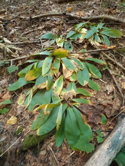 Clintonia umbellulata