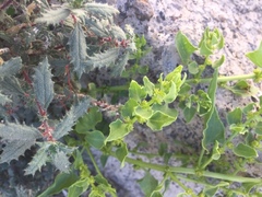 Patellifolia procumbens