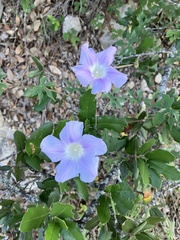 Ipomoea lindheimeri