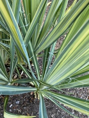 Yucca filamentosa
