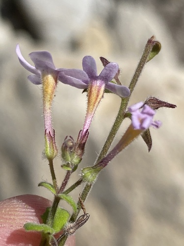Chaenostoma marifolium (Chaenostoma marifolium)