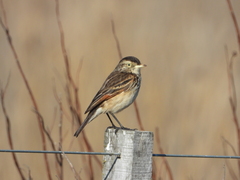 Hymenops perspicillatus