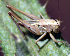 Tettigoniinae