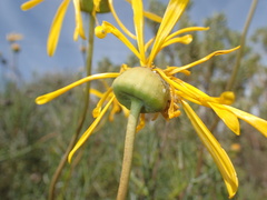 Euryops