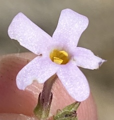 Chaenostoma marifolium