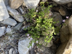 Chaenostoma marifolium