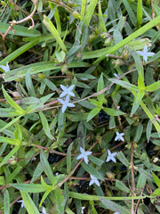 Diodia virginiana
