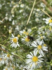Cochliomyia
