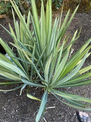 Yucca filamentosa
