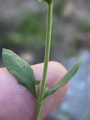 Chaenostoma marifolium