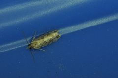 Amydria effrenatella