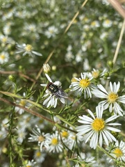 Cochliomyia