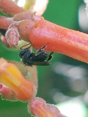 Nannotrigona perilampoides